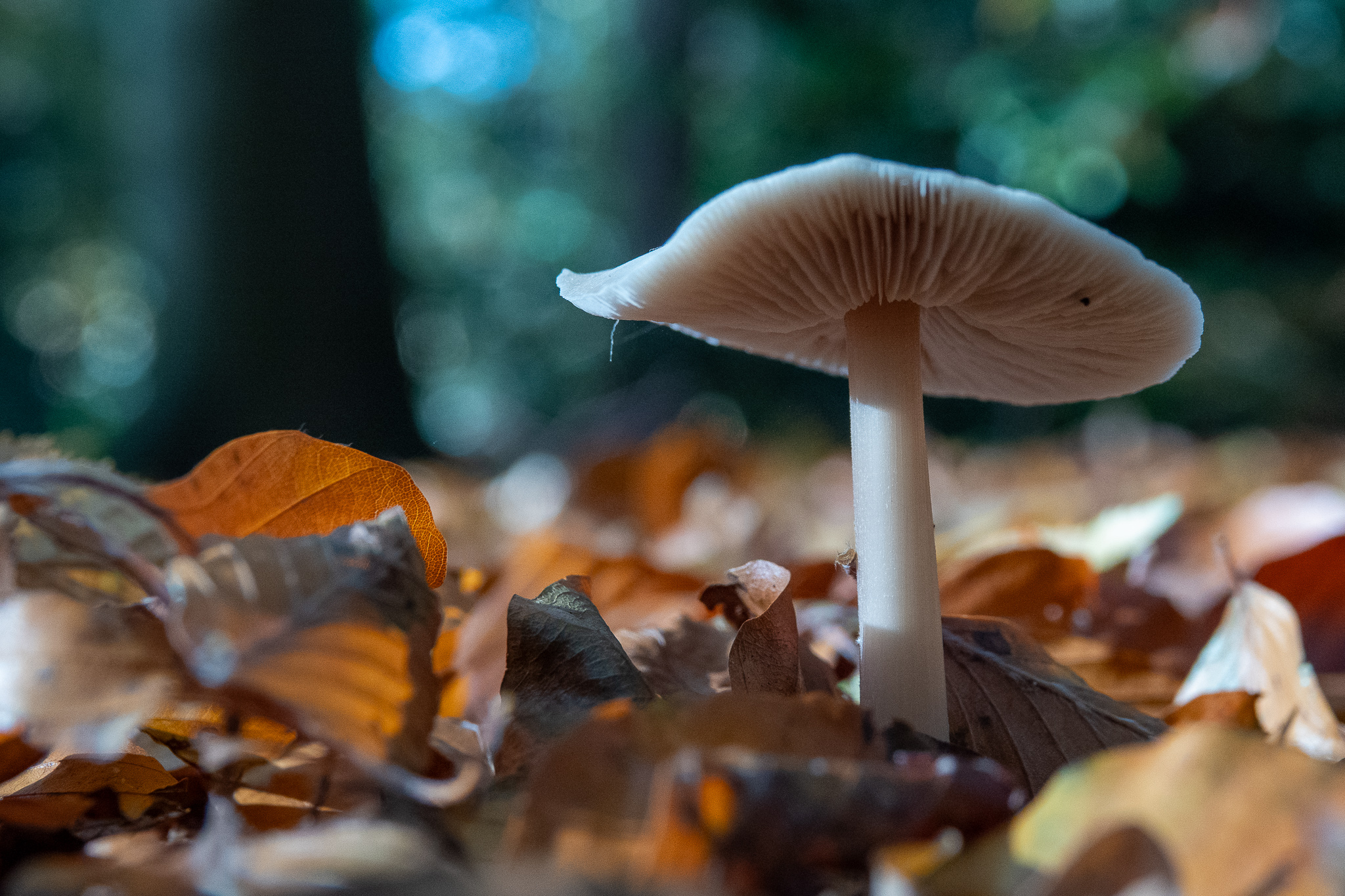 20251108   Huys te Warmond met Brigitte   012